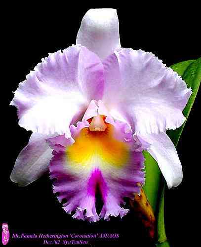 Brassolaeliocattleya Pamela Hetherington 'Coronation' AM-AOS